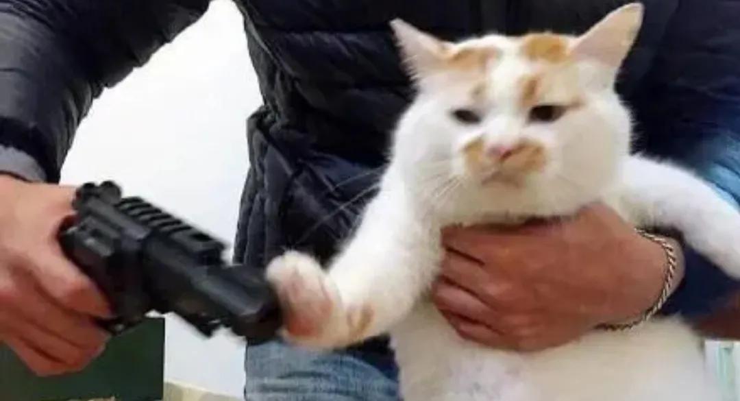 俄罗斯猫被制裁会涨价吗,俄罗斯猫被制裁图片