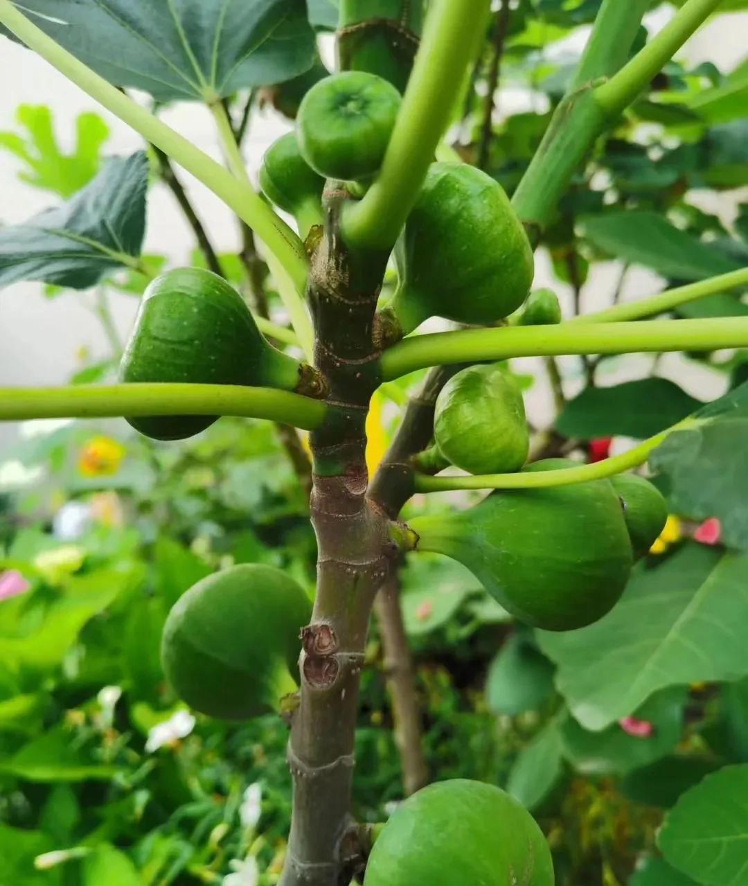 一年四季开花好养的植物吸甲醛,吸甲醛净化空气的花草