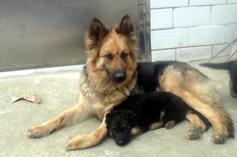 世上只有妈妈好爸爸也不错,世上只有妈妈好爸爸不好吗