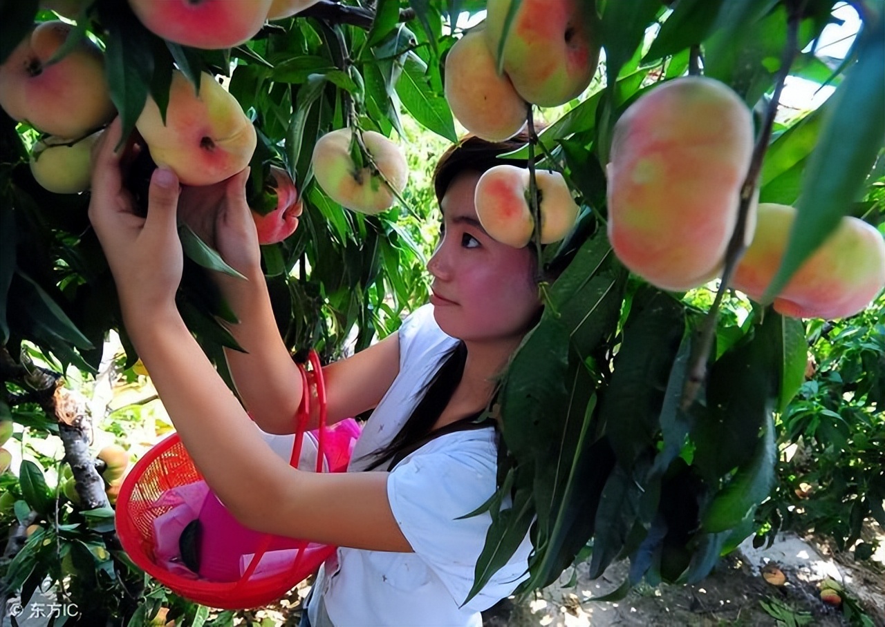 南疆特产100种,盘点十大新疆的特产