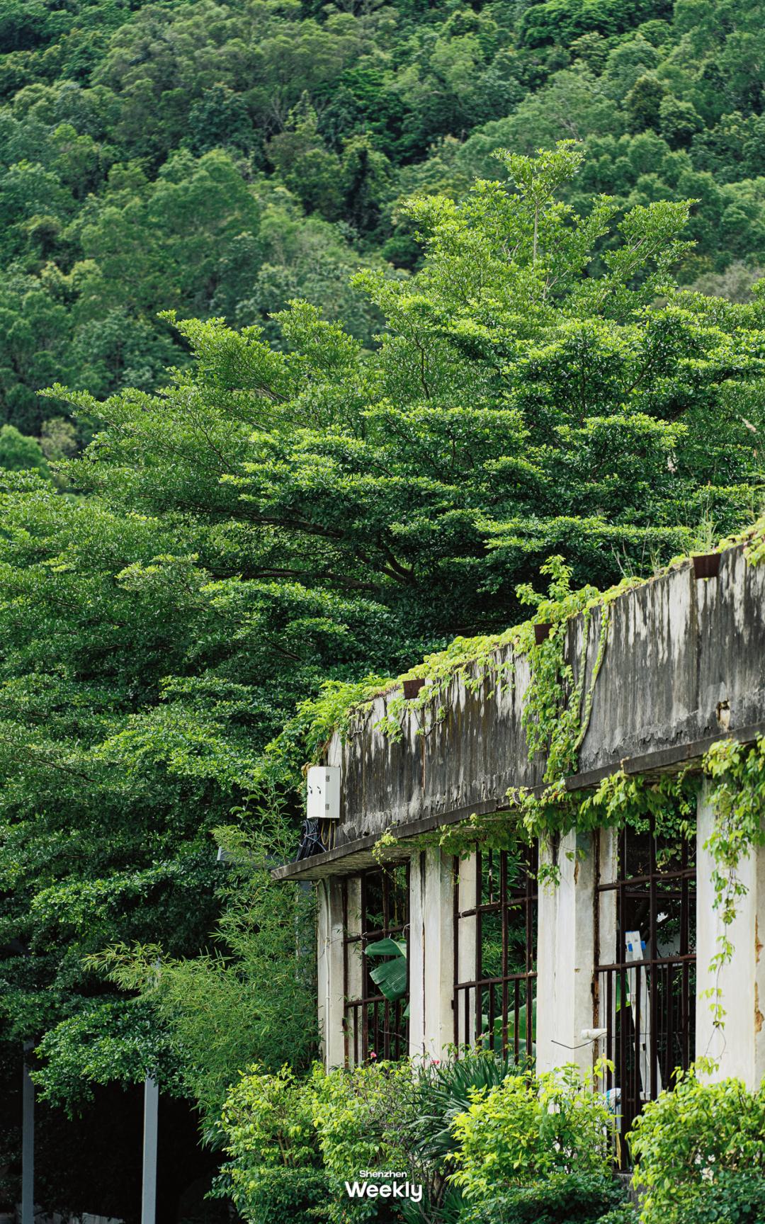深圳玻璃海适合什么季节去,深圳适合藏玻璃海的地方