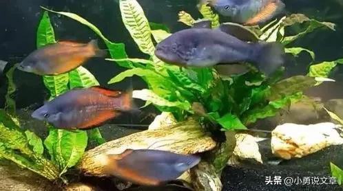 金龙鱼过背与高背区分,金龙鱼高背和过背哪个贵