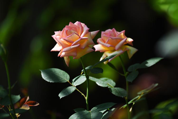 中老年女人动了真情是如何表现的,动了真情的男人一般会有什么表现