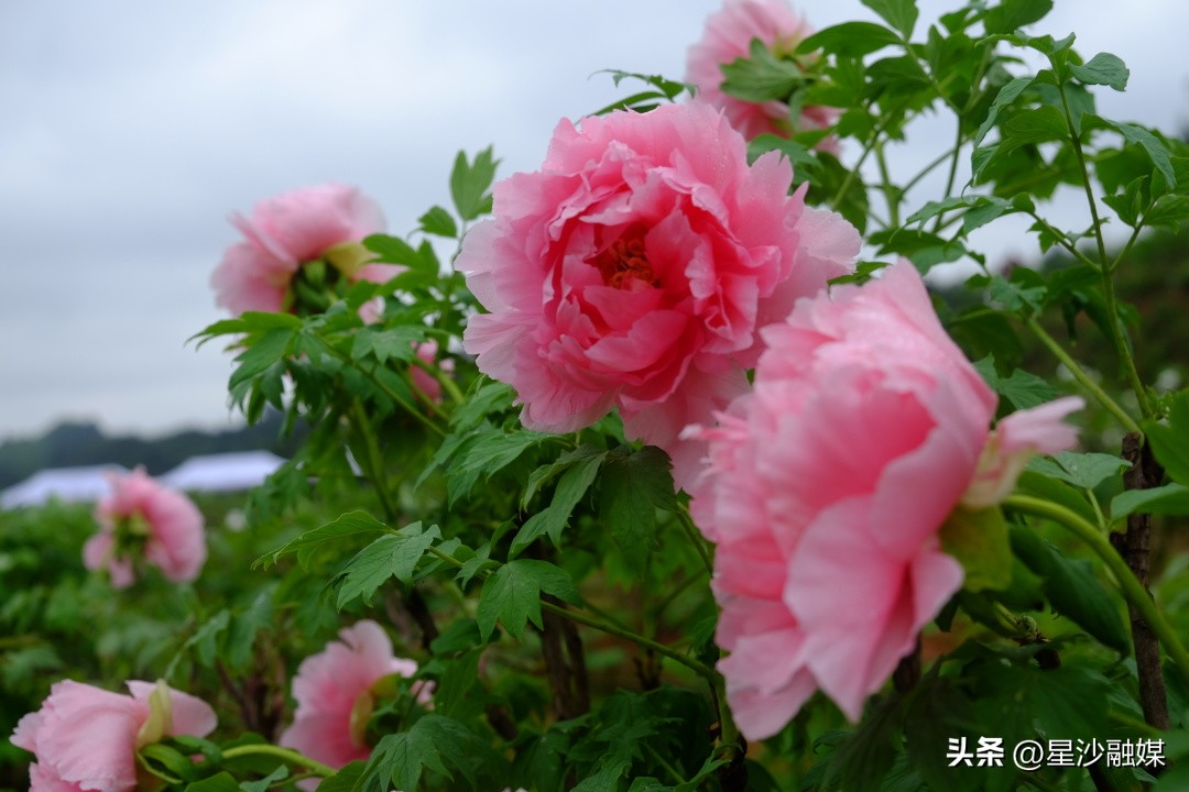 长沙春天赏花的地方有哪些,长沙春天哪里看花海