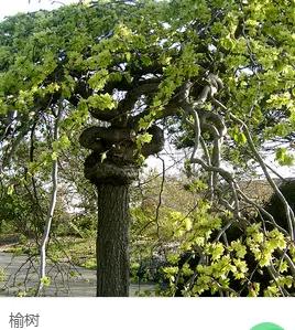 钻木取火木材着火点,适合钻木取火的木材