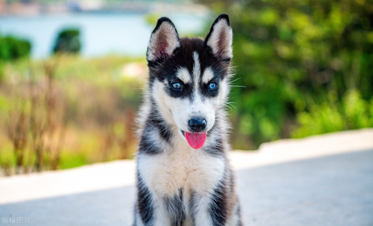 常见的宠物犬种品种有哪些,常见的宠物犬种类及图片大全