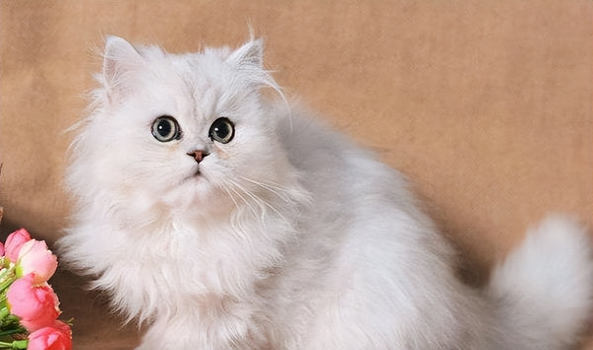 养金吉拉的十大危害,金吉拉容易得什么病