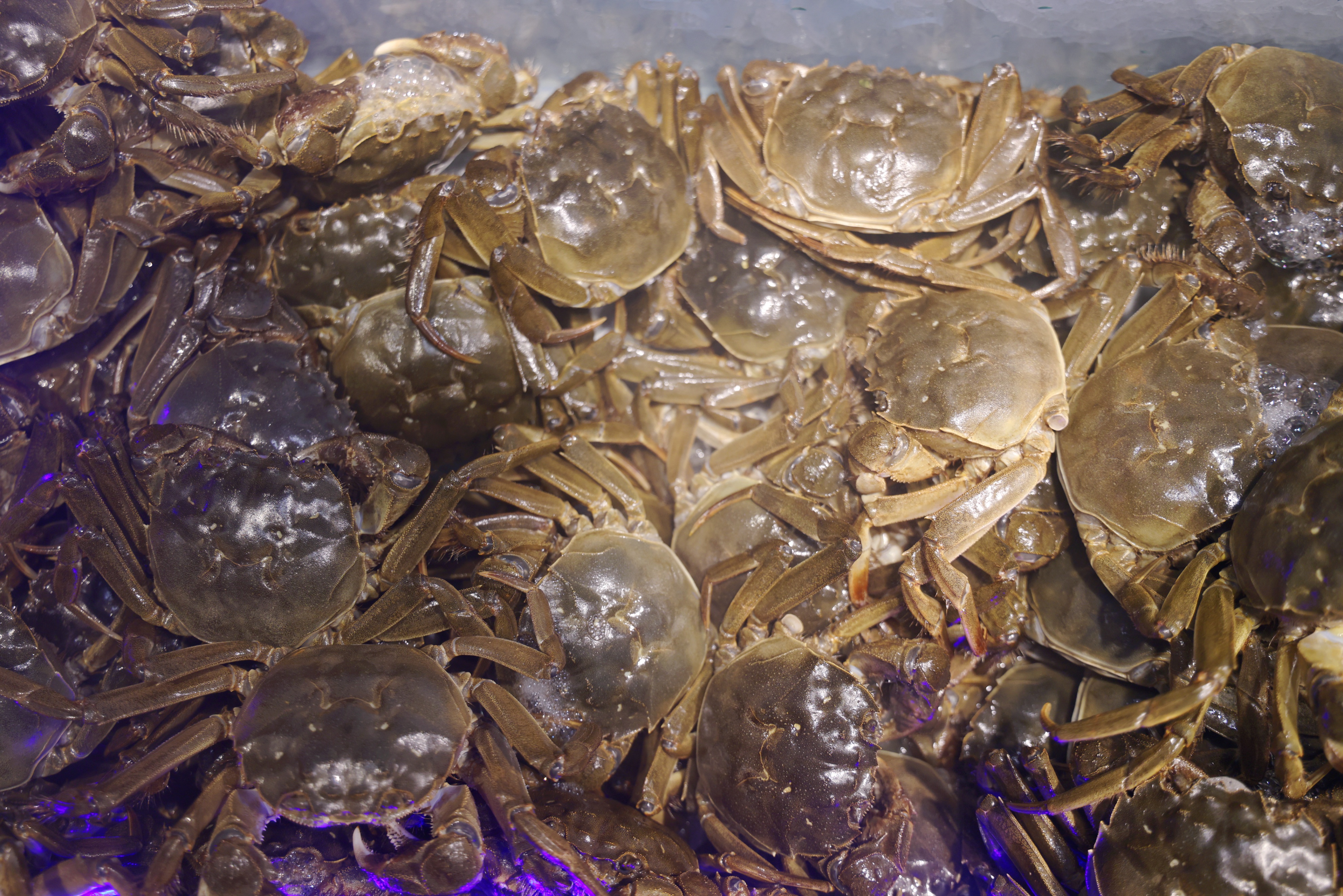 蓝钻海鲜自助餐排行榜,蓝钻海鲜自助餐厅在哪里