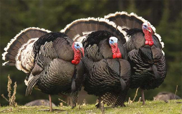 火鸡真的非常难吃英语,火鸡有多难吃解说