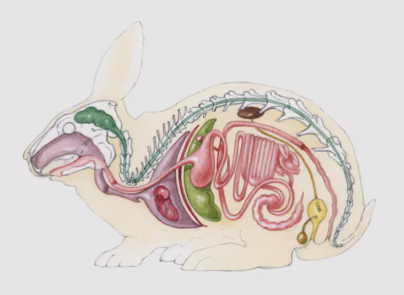 动物们的呼吸器官,动物的器官系统