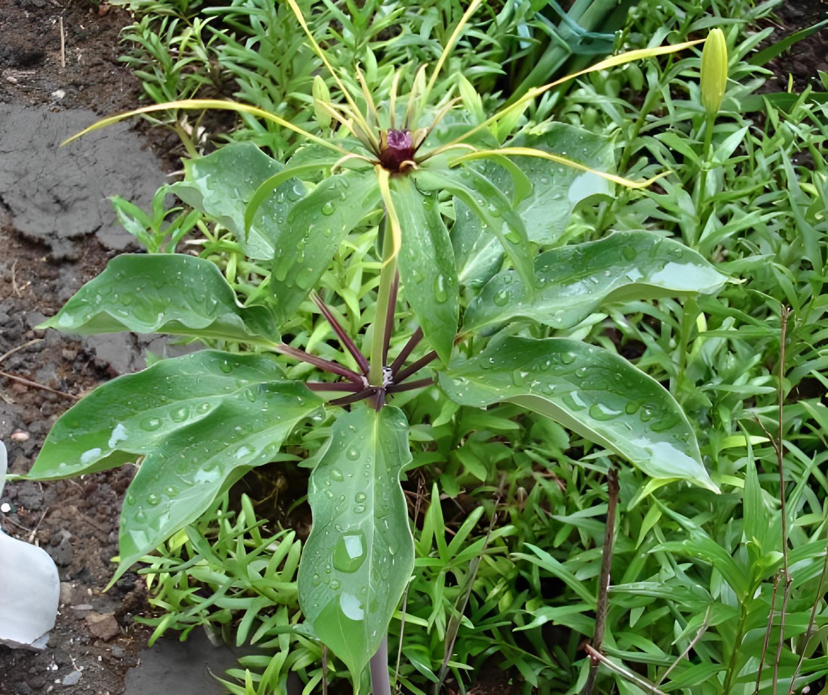 1株有1朵花，又名“七叶一枝花”，如今能按棵卖，十分珍贵且值钱