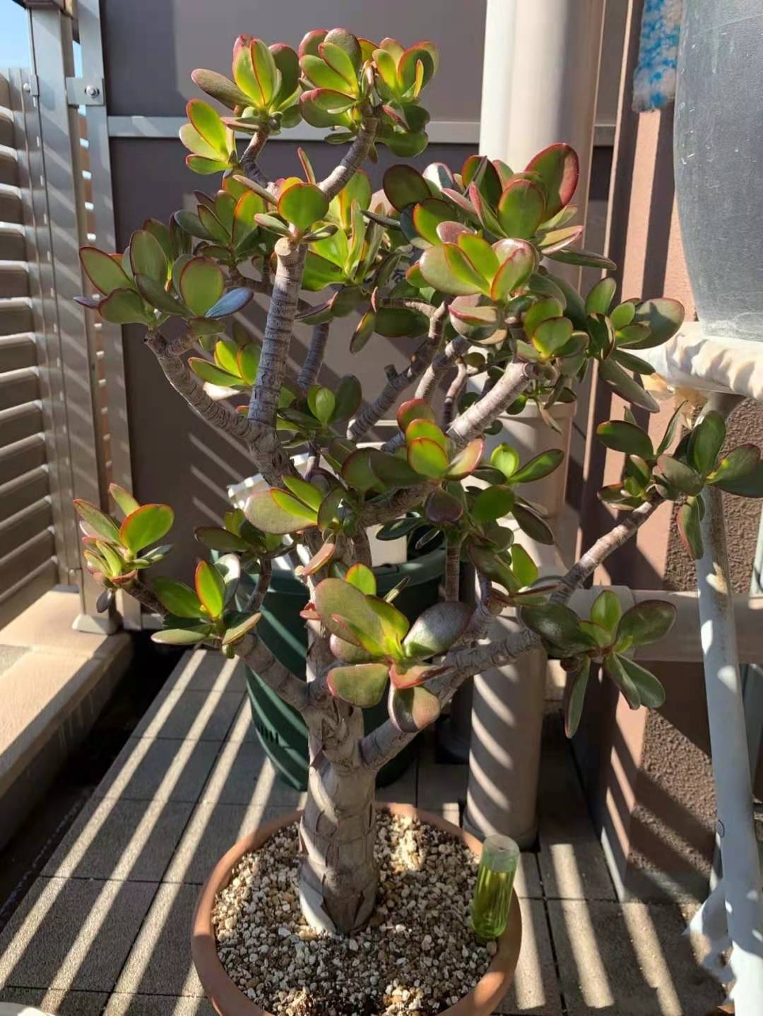 树龄30年的多肉老桩，看起来真美貌