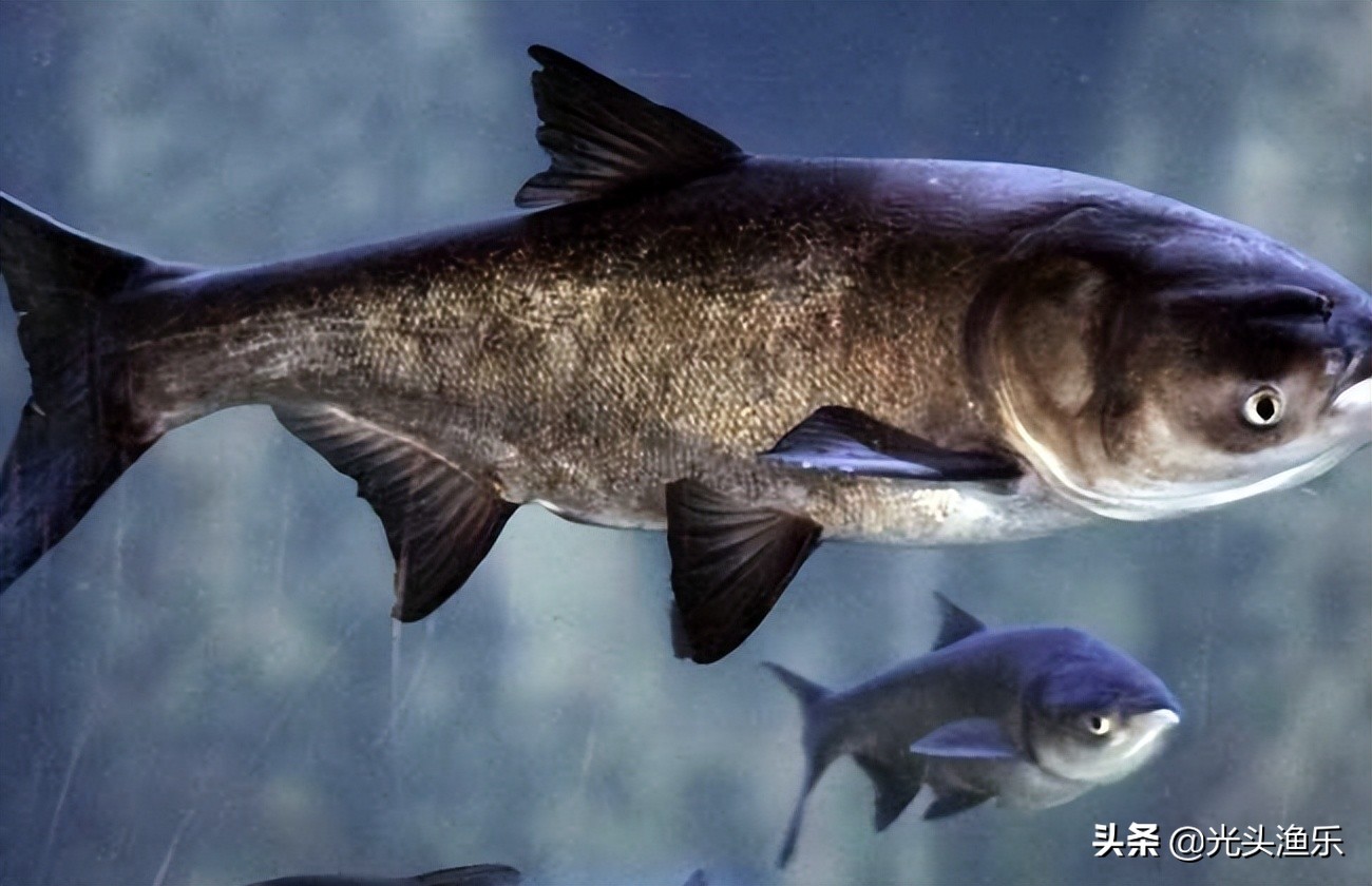 喝水就长肉，一次产卵百万枚，鱼类为何没能成为主要肉类？