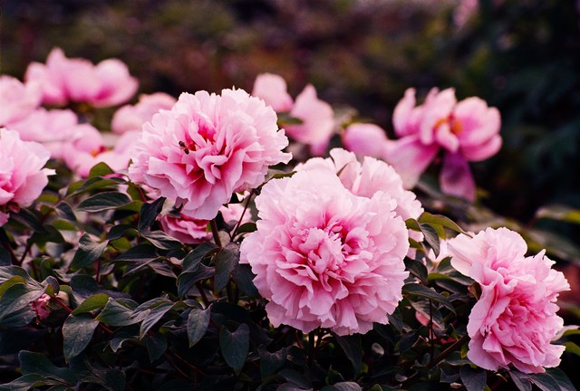 最美的国花牡丹,美丽壮观的国花牡丹