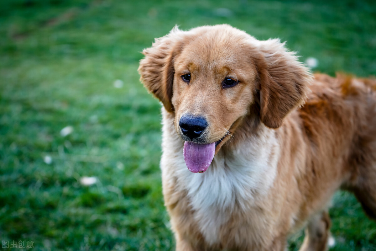 金毛狗狗夏季掉毛一般多长时间,养金毛怎么处理屎尿