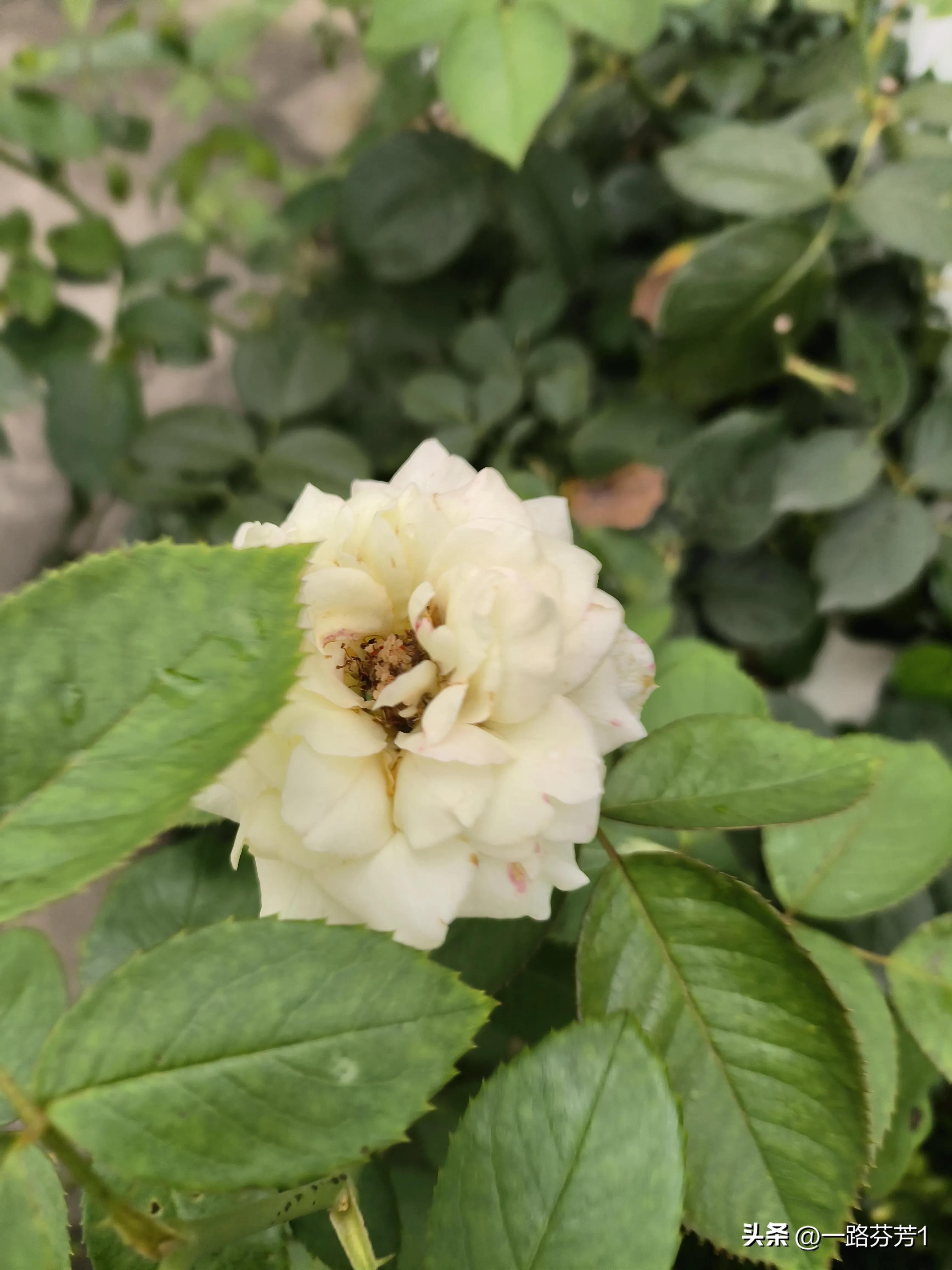 50岁的丽丽开始躺平，开启幸福生活