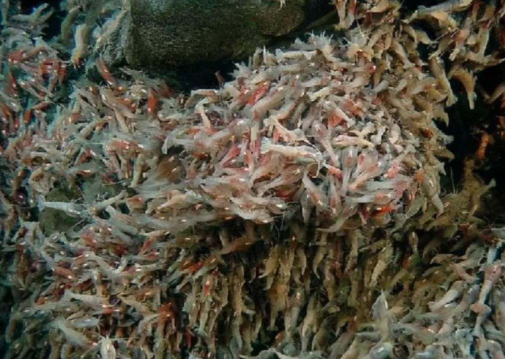 热液盲虾生活在450℃海底热泉旁，数量惊人，能不能用来烫火锅？