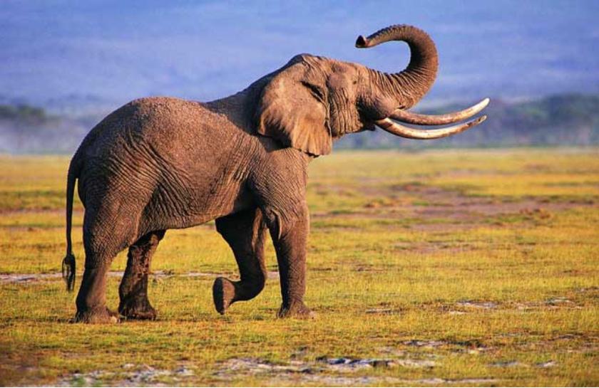 河马最怕什么凶猛的食肉动物,大型尼罗鳄与河马共存