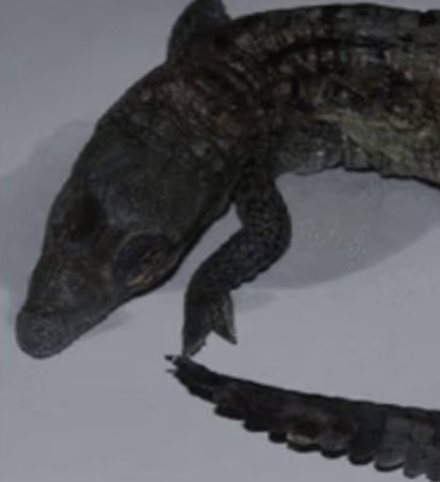 科学家记录鳄鱼首次孤雌生殖,美国雌性鳄鱼