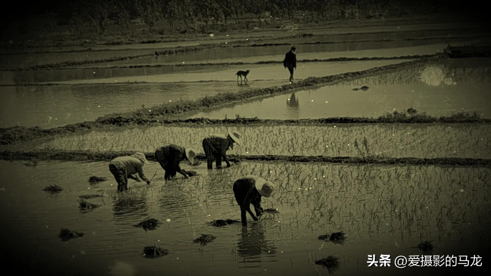 第一次插秧文案,第一次插秧日记200字