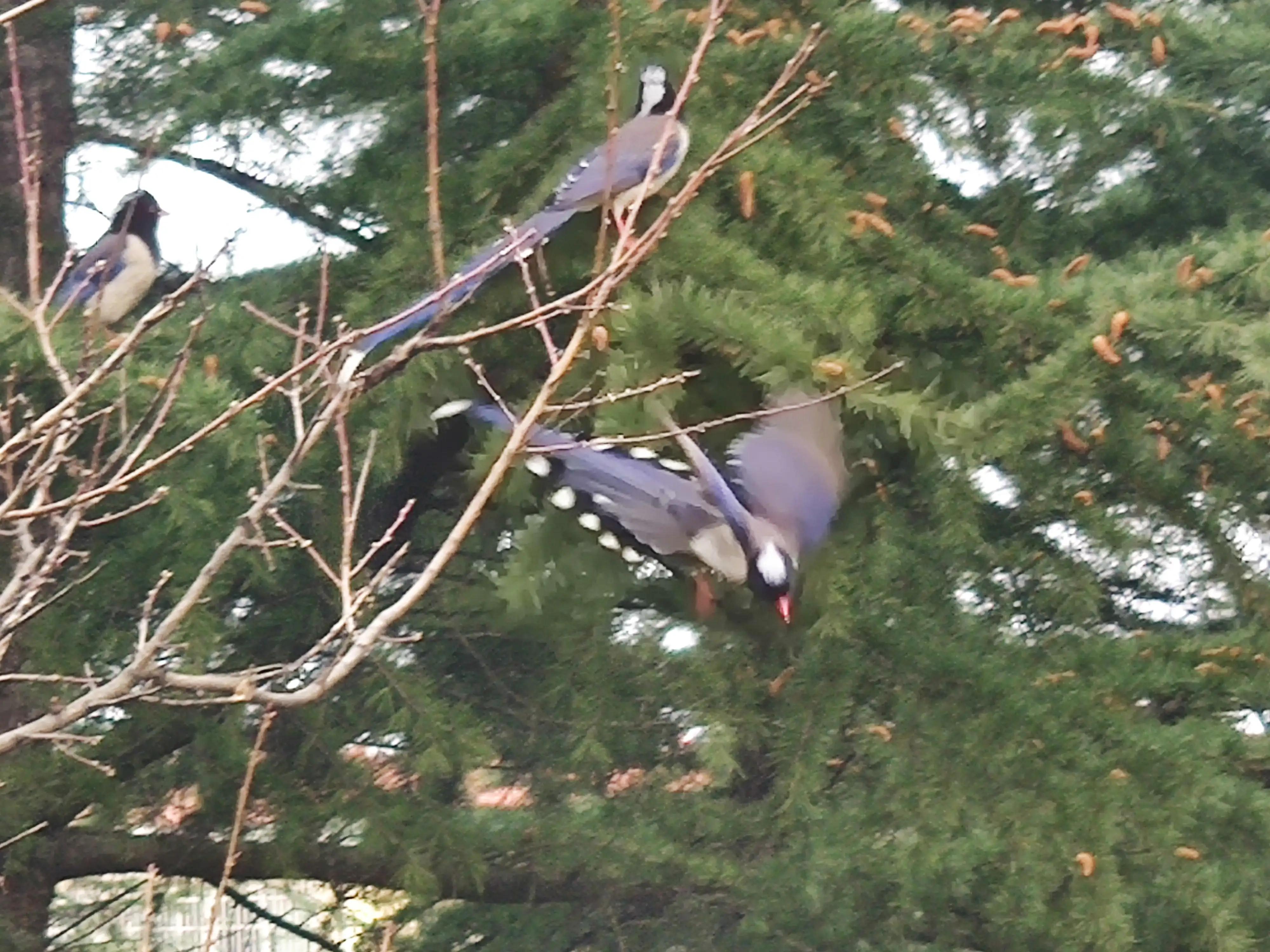 明月当空洒银玉解释,明月当空照下一句是啥