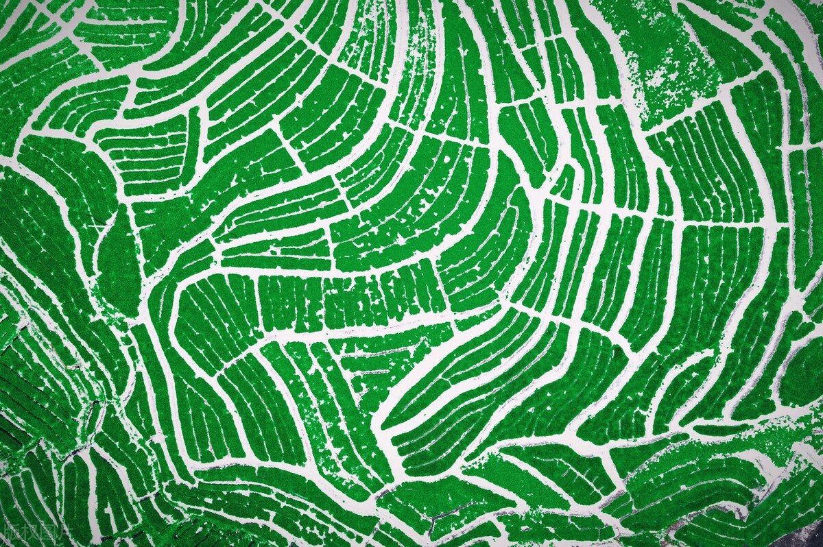 铁观音哪里买比较靠谱,不要在线下购买啥意思