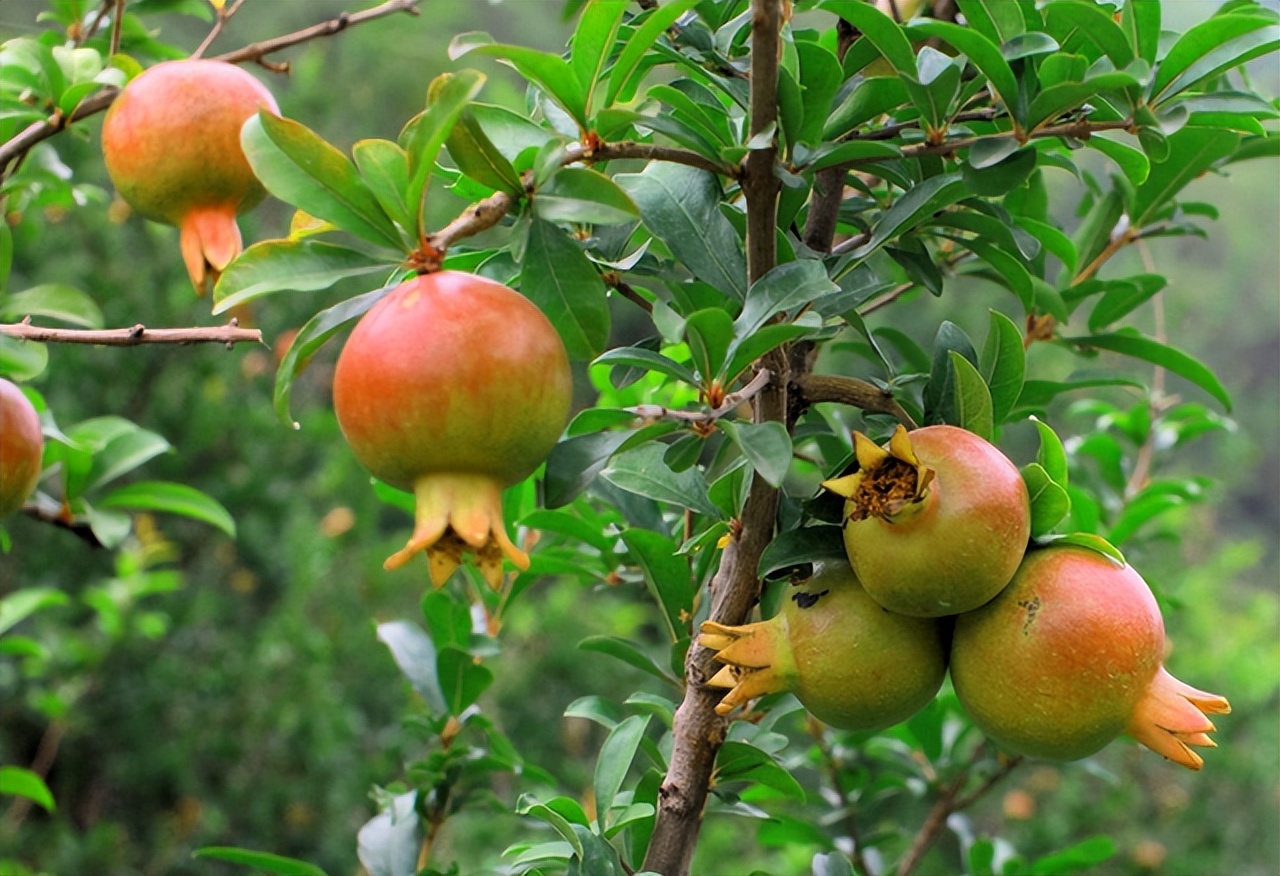 盆栽石榴开花前期管理方法图片,盆栽石榴怎样养护才能开花结果