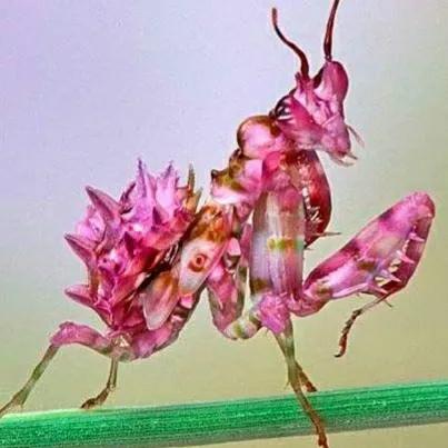 螳螂吃掉自己丈夫的头,螳螂为什么吃掉配偶螳螂吃蛇