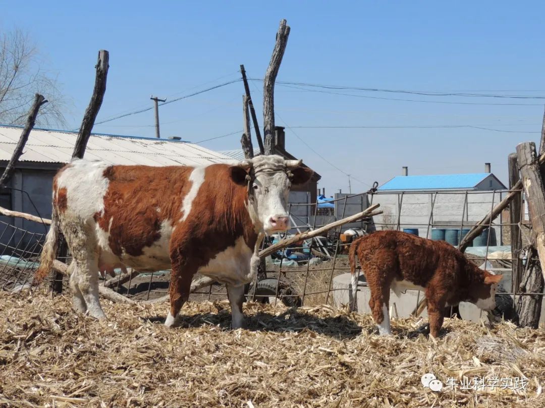 肉牛产业迎来“牛市”,国内肉牛产业待转型