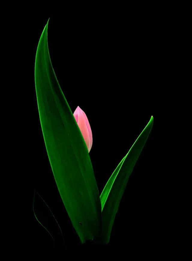 漂亮的郁金香随手一拍都是美景,春天的郁金香花海美得不可方物