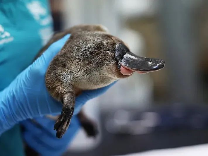 可达鸭是鸭嘴兽吗,可达鸭原型是什么动物