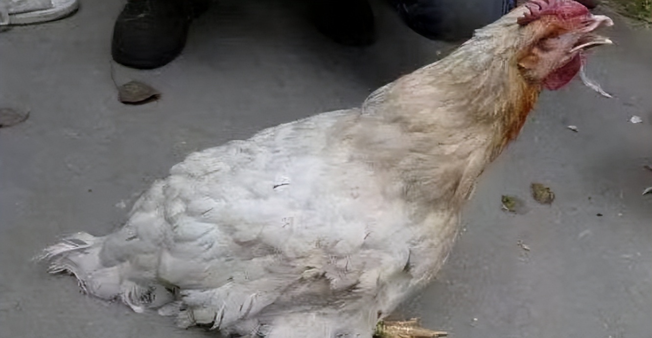 鸡闭眼打蔫精神萎靡缩头是什么病,鸡雏打蔫闭眼睛怎么回事