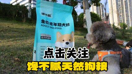 如果狗狗体内有虫有什么症状,狗狗没有耳螨但是耳朵老臭怎么办