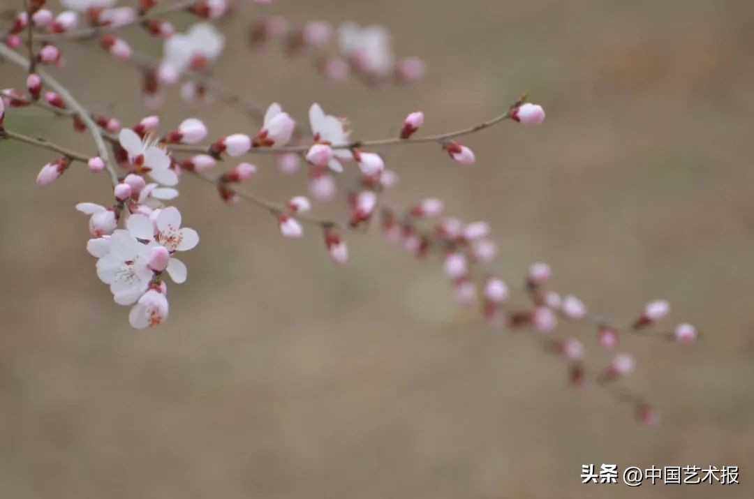 清明节的风俗和传统文化,清明节的习俗及传统文化