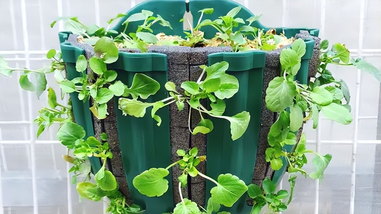 养花必买的有什么东西,养花必备的10件神器