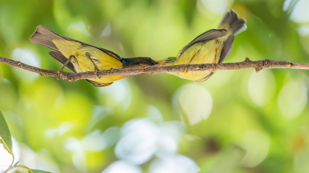 世界60个国家的珍稀国宝,100个国家国宝动物