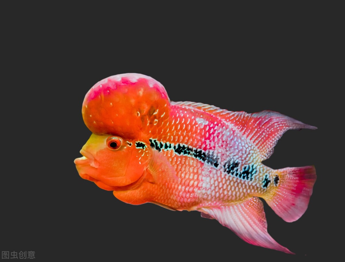 六十岁不过寿有什么说法,六十不过寿