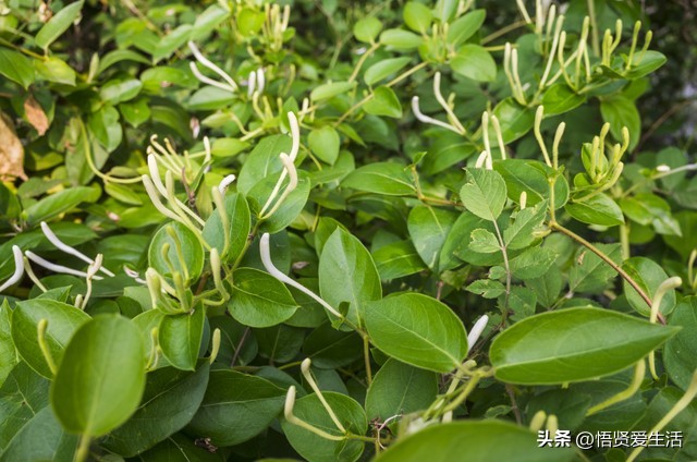 这八种花家里有小孩尽量不要养,6种好看又好养的耐阴花