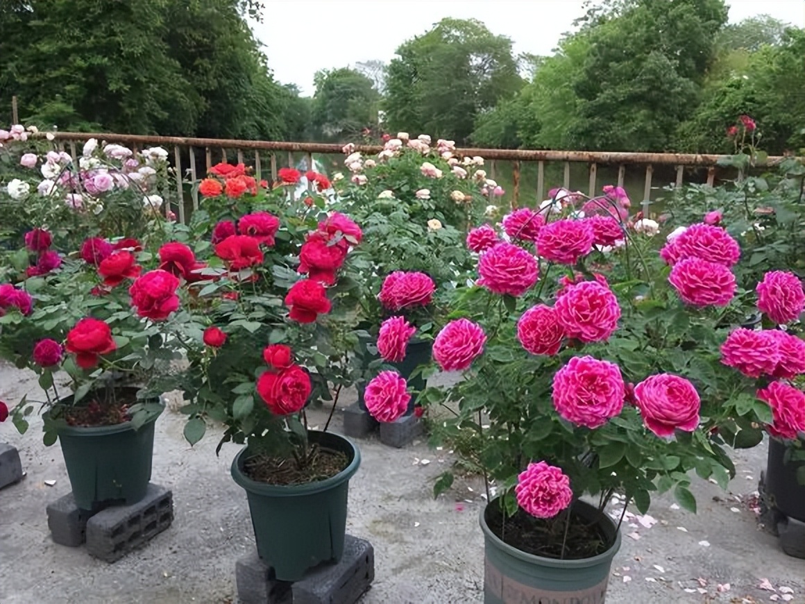 今年为什么都买月季花,购买月季花