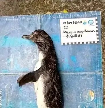 废弃口罩设计,废弃口罩改造成品高颜值