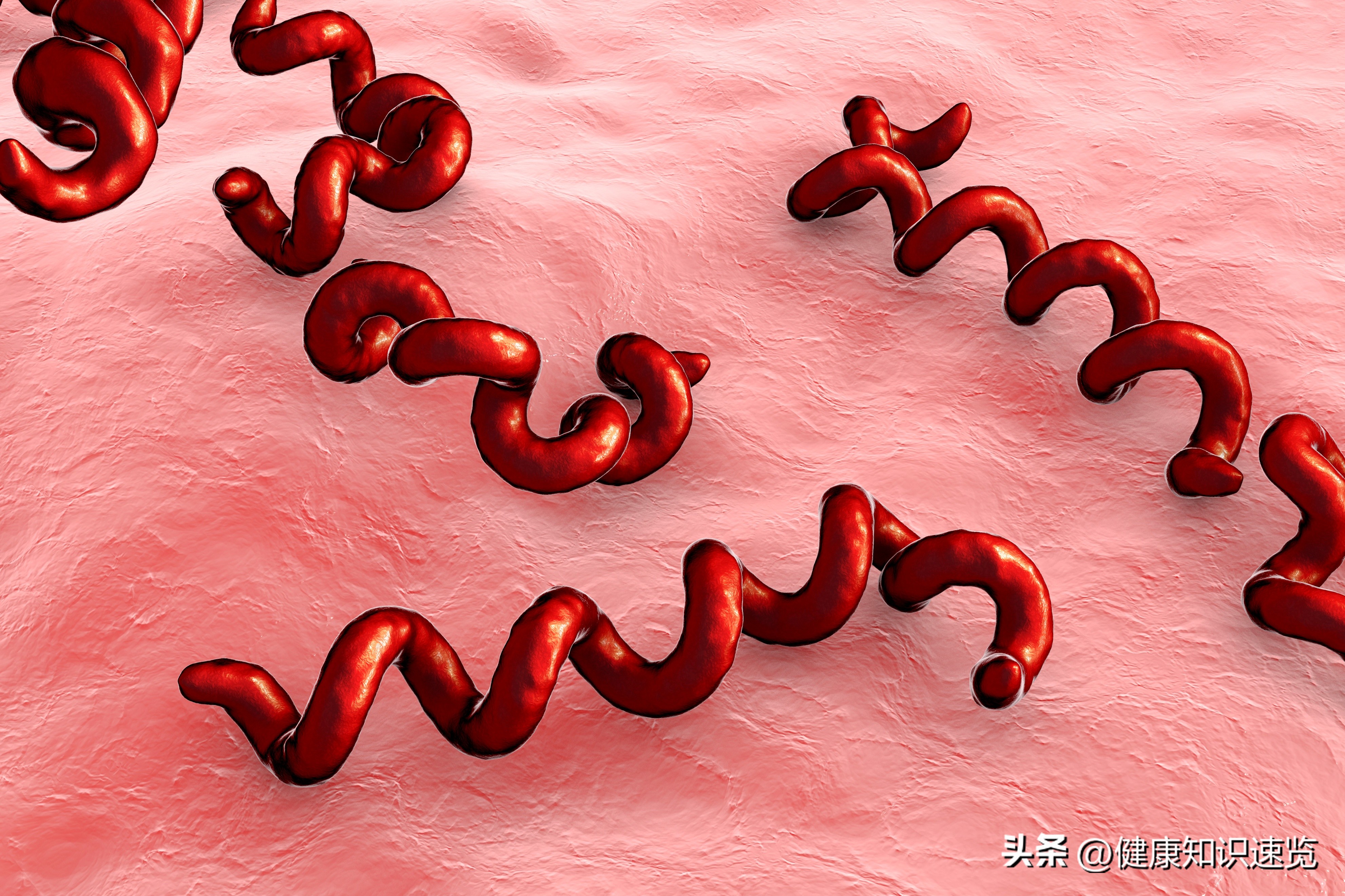 梅毒有毒性么,关于梅毒小常识