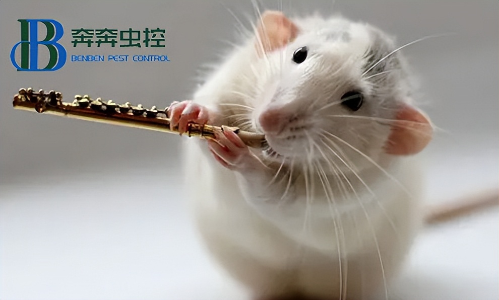 假如被老鼠咬了怎么办,被家里的老鼠咬出血有什么后果