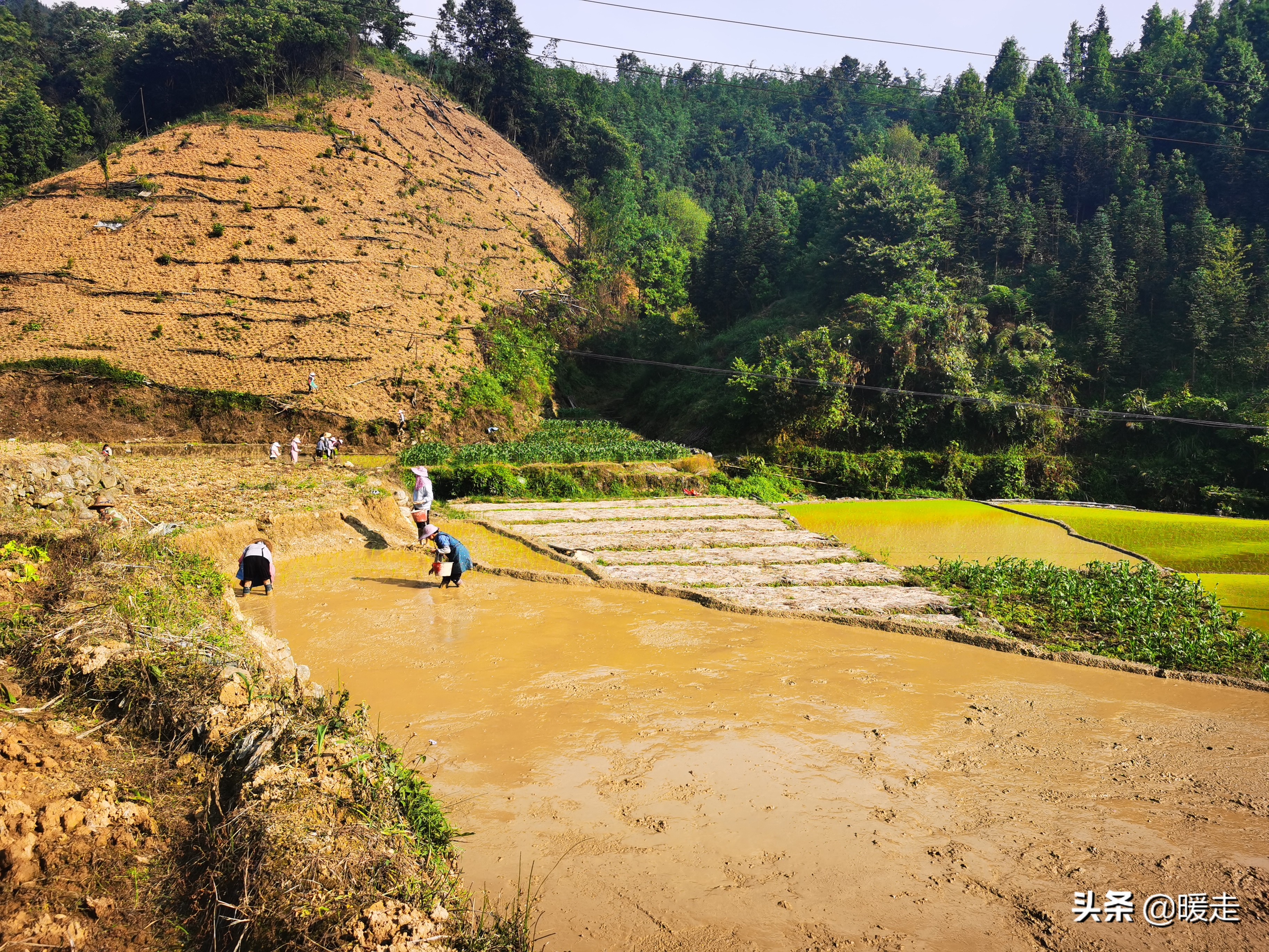 广西农民种田,乡村种田的生活视频