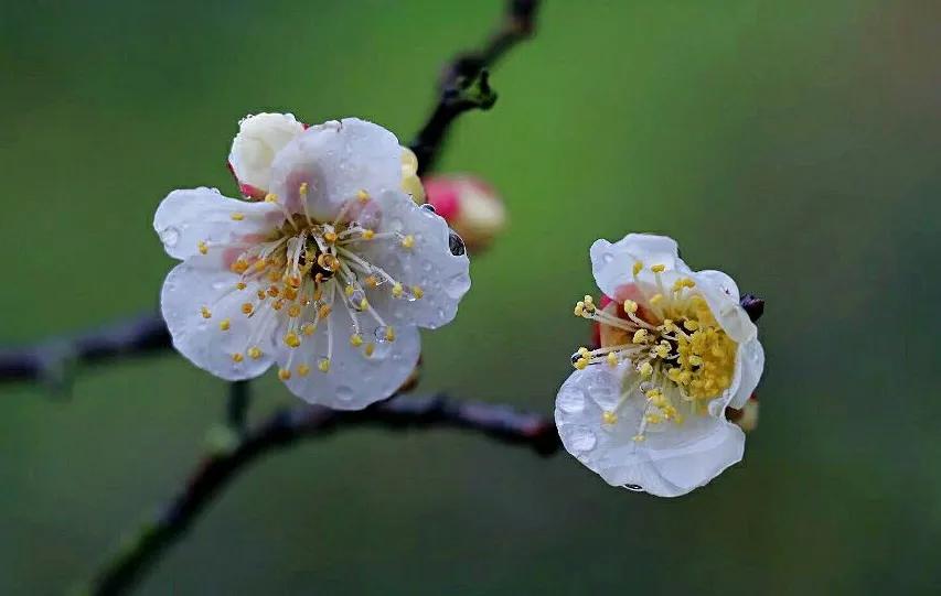 白梅蕴含的品格,白梅寓意