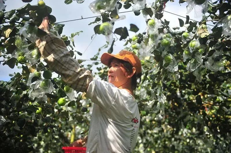 海南蜜枣结硕果，搭上电商“快车”！新华社客户端关注了→