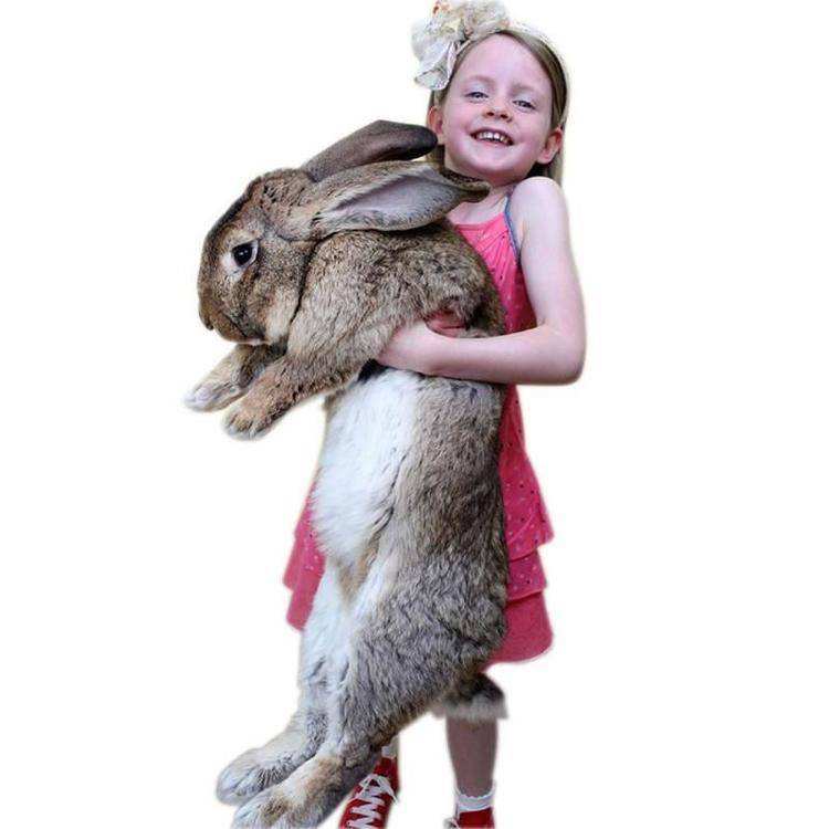 世界上最可怕的10种变异蜗牛,世界上最稀有的蜗牛品种