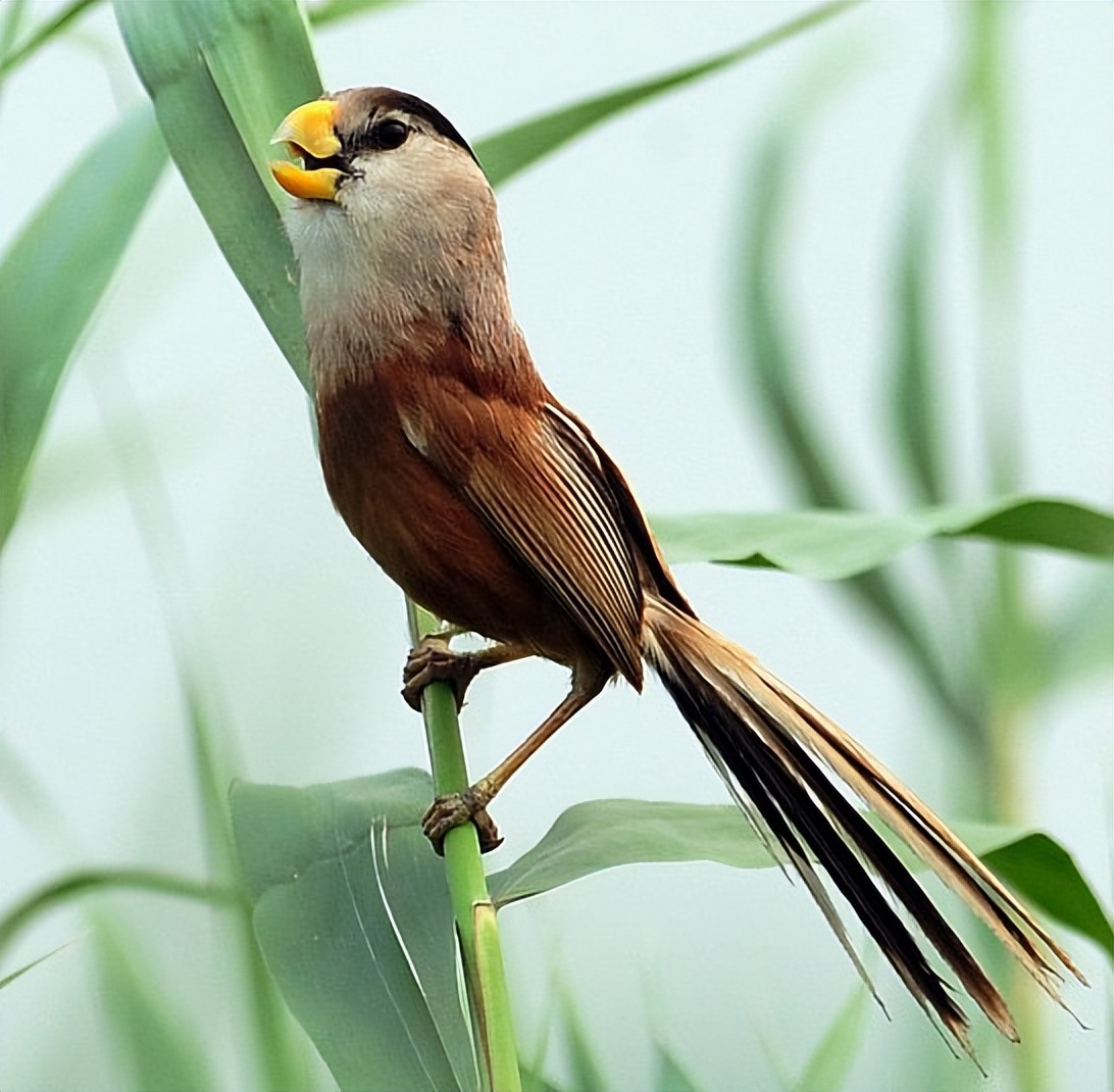 50张最佳鸟类摄影作品,鸟儿大全大图