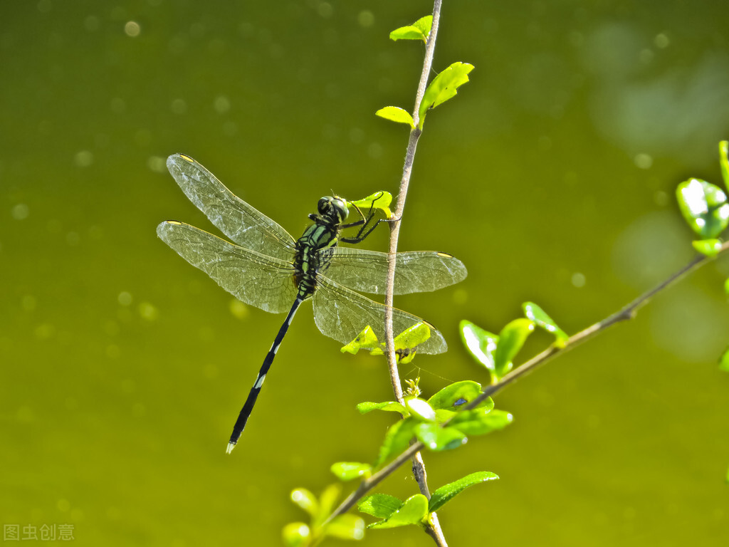 我的花花正开时--一提到绿蜻蜓，我就会想起梦中的家园
