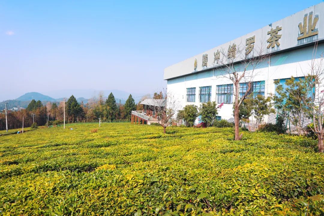 不一样的云南腾冲旅行，亲手做茶饼，品茶园美食，体验感真不错！