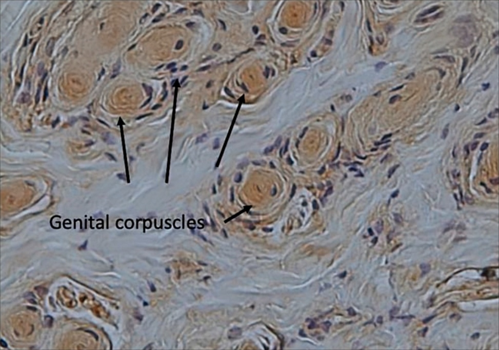 海豚繁殖能力如何,海豚怎样进行繁衍